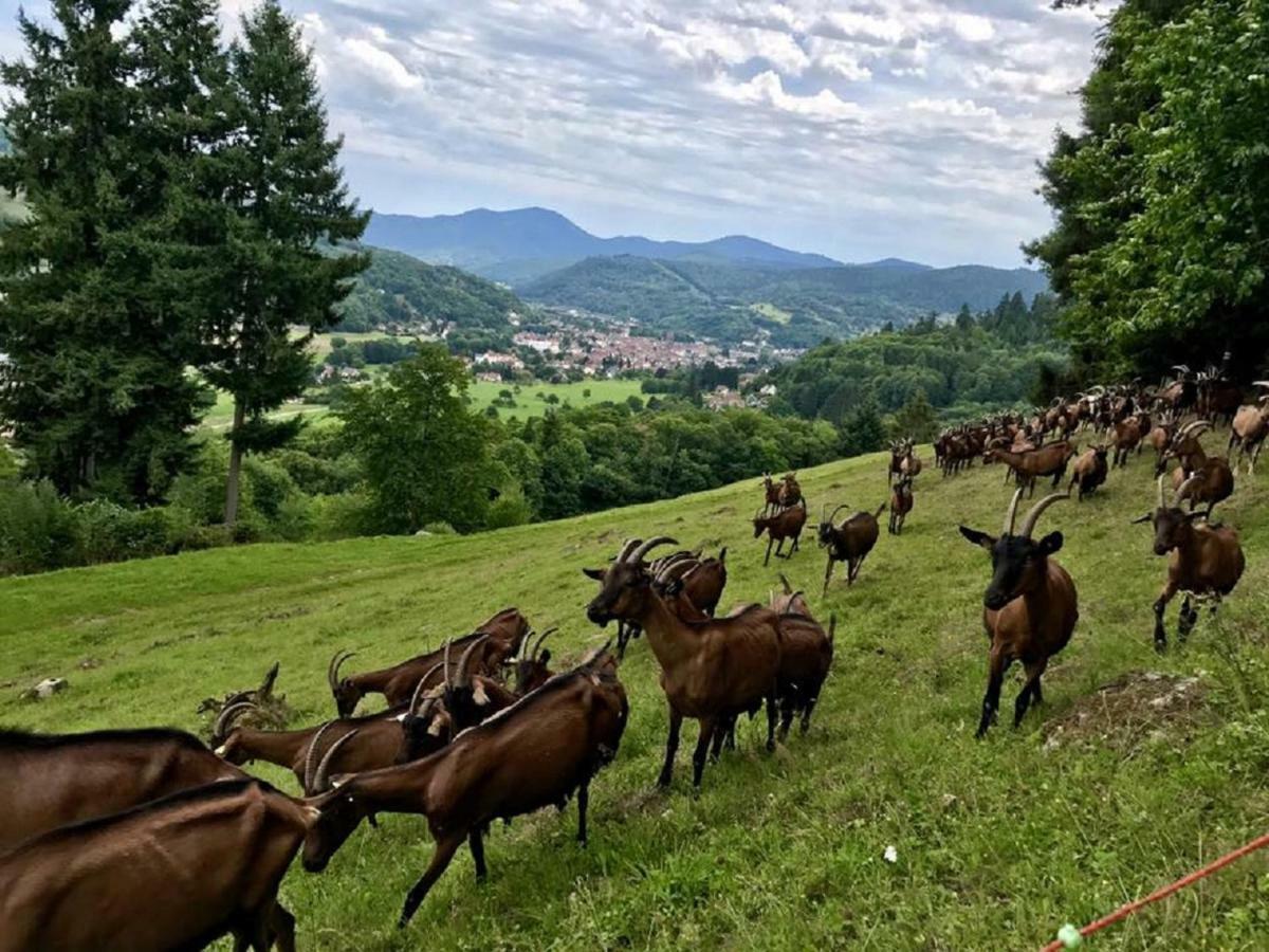 Location Elfe Διαμέρισμα Stosswihr Εξωτερικό φωτογραφία